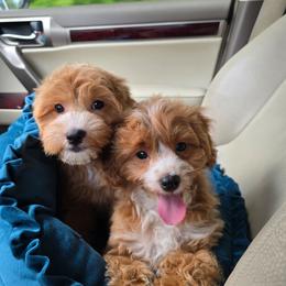 Owen - Red male Cavapoo puppy in Washington from Mt.BakerPoodles&Doodles