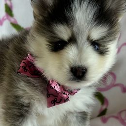 Boy 1 - Black and white male Pomsky puppy in Leesburg, Virginia from Capital Pomsky