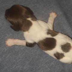 Kleine Munsterlander Puppies from Prairie State Kennel