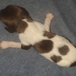 Kleine Munsterlander Puppies from Prairie State Kennel