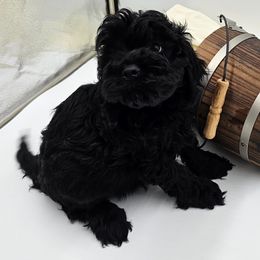 Cockapoo Puppies from Joanna Abruscato
