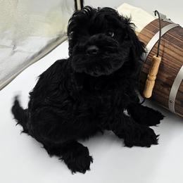 Cockapoo Puppies from Joanna Abruscato