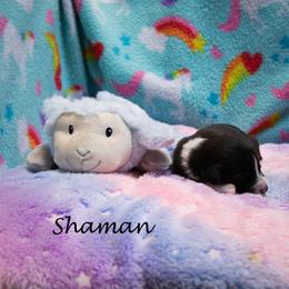Shaman - Black tri-color female Australian Shepherd puppy in Benton City, Washington from Eventide Australian Shepherds