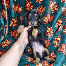 CKC NELLIE - Black and tan female Dachshund puppy in Swink, Oklahoma from Palali Farm