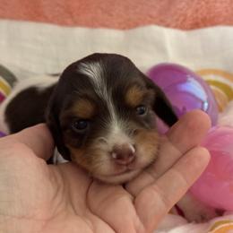 Lady - Piebald female Dachshund puppy in Staley, North Carolina from Langley Farms Dachshunds