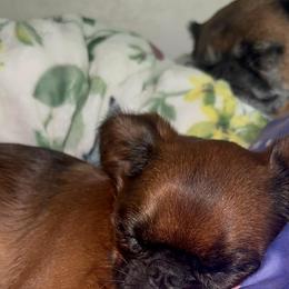 Brussels Griffon Puppies from Looking Glass Brussels Griffons