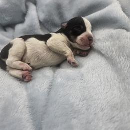 Aram - Parti male Miniature Schnauzer puppy in Crosby, Texas from Raisin' the Woof Schnauzers