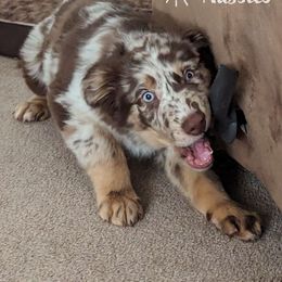 Mocha - Red merle Australian Shepherd puppy in Grand Island, Nebraska from Heaven Scent Aussies
