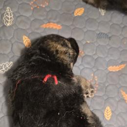 Ms Red - Black and beige female Shiloh Shepherd puppy in Okemah, Oklahoma from Shining Stars Shilohs