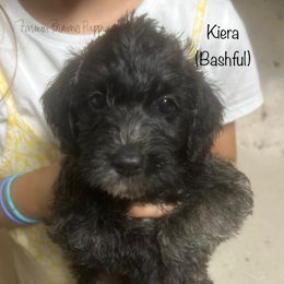 Bashful - Sable female Schnoodle puppy in Sedalia, Missouri from Farmer Brown's Puppies