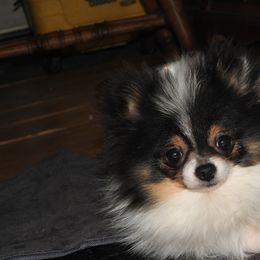 Pomeranian and Shichon Puppies from Smallstar puppys