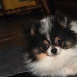 Pomeranian and Shichon Puppies from Smallstar puppys
