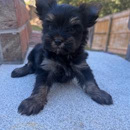T'Challa - Black and tan male Yorkshire Terrier puppy in Smryna, Georgia from Owensons’ Kennel