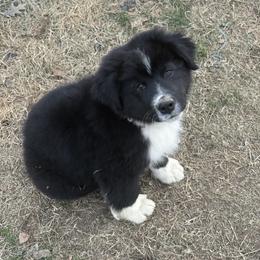 Howdy - Black & white male Australian Shepherd puppy in Coldwater, Mississippi from Pure Grit Aussies
