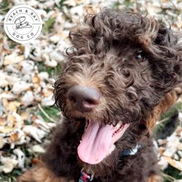 Snickers - Blue Boy - Phantom Goldendoodle puppy in Virginia from Beach and Bay Dog Co