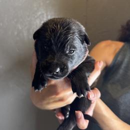Purple Girl 3 - Black sable female Belgian Malinois puppy in Orange, Texas from Tacti-Mal K9 Kennels
