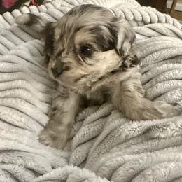 Sven - Blue merle male Aussiedoodle puppy in Castalia, Iowa from K&K Kennels