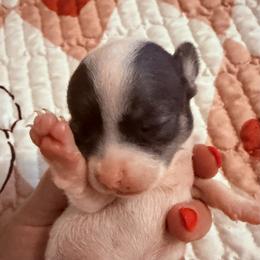 Belle - Blue and white female Chihuahua puppy in Massachusetts, Massachusetts from Boston Chi Chis