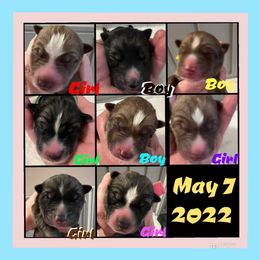 Siberian Husky Puppies from Haven of Free Spirits