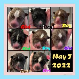 Siberian Husky Puppies from Haven of Free Spirits