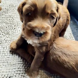 Goldendoodle puppies from Paws 4 Doodles, LLC