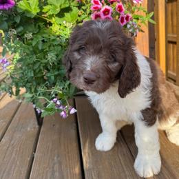 Emerald - Brown and white female Saint Berdoodle puppy in Chicago, Illinois from Gentle Giant Saint Berdoodles