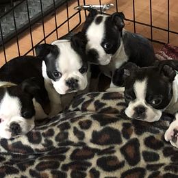 Boston Terrier Puppies from Lone Spur Boston’s