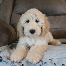 Flint - Cream male Australian Cobberdog puppy in Bellingham, Minnesota from Whispering Prairie Australian Cobberdog