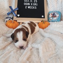 Delta - White and red female Nederlandse Kooikerhondje puppy in Pensacola, Florida from Ragnarök Kooikerhondjes