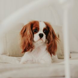 Molly - Cavalier King Charles Spaniel