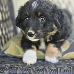 Girl 1 - Black tri-color female Aussiedoodle puppy in Junction, Utah from Sugar Doodles