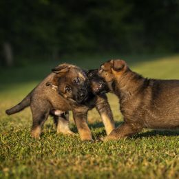German Shepherd Puppies from Sommerfeld German Shepherds