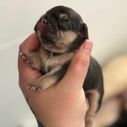 Clover - Tricolors female French Bulldog puppy in Violet Hill, Arkansas from Obduro Bullies and Frenchies