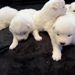 Boy 5 - White male Samoyed puppy in Glasgow, Kentucky from Bluegrass Samoyeds