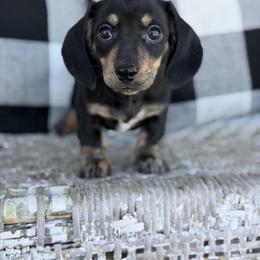 Louie Rose - Dachshund