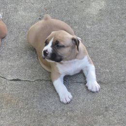 American Staffordshire Terrier and Chihuahua Puppies from Bellastaff