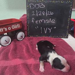Ivy - Blue merle female Miniature American Shepherd puppy in Vancouver, Washington from BonDrew's Miniature American Shepherds