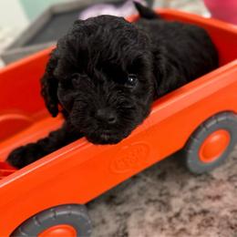 Jiro Jack - Black male Maltipoo puppy in Colonial Beach, Virginia from BeachRidge Pups