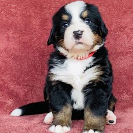 Red Collar Male - Black rust and white male Bernese Mountain Dog puppy in Bristol, Tennessee from Holston Hollow Farm