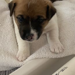 Golden Retriever and Jack Russell Terrier Puppies from Shelby Burleson's Golden Retrievers and Jack Russell Terriers