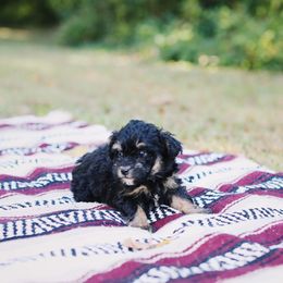 Maltipoo Puppies from CEK Pets