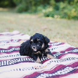 Maltipoo Puppies from CEK Pets