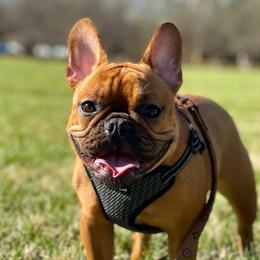 Rue - French Bulldog