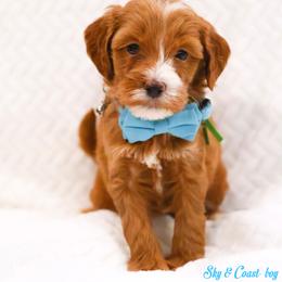 Dustin - Caramel red male Australian Labradoodle puppy in Diamond Bar, California from Furrytaildoodles