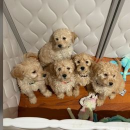 Bernedoodle and Goldendoodle Puppies from Lyon and Luna Goldendoodles