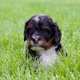 Bashful - male Australian Mountain Doodle puppy in Decatur, Illinois from Signature Doodles