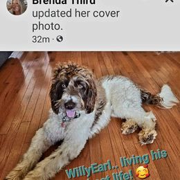 Cockapoo and Poodle Puppies from FurEver Young Kennels