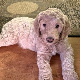 Larry - Cream male Goldendoodle puppy in Indiana, Pennsylvania from Kathy's Doodles