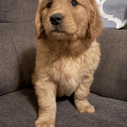 Rarity - Dark golden male Golden Retriever puppy in Mountain Home, Idaho from Poppy's Garden Golden Retrievers