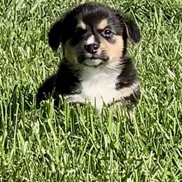 Pembroke Welsh Corgi Puppies from A&A’s Adorable Corgis